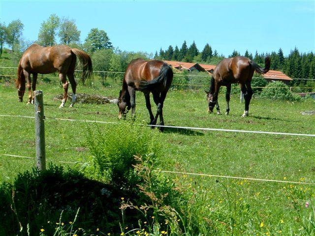 Ferienhaus Mitterdorf Mitterfirmiansreut Buitenkant foto